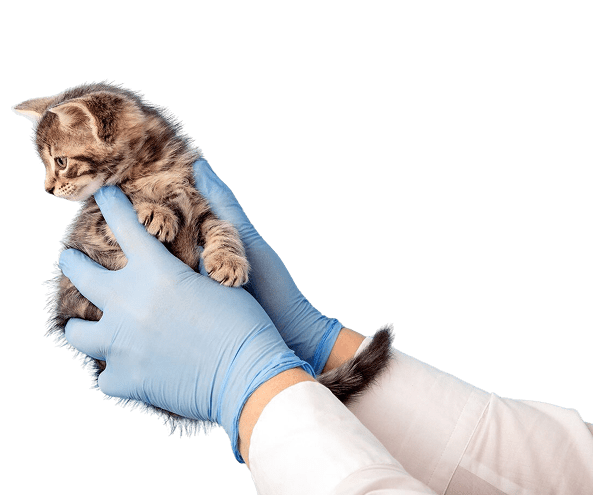 Tierarzt-Website auf Smartphone und Laptop