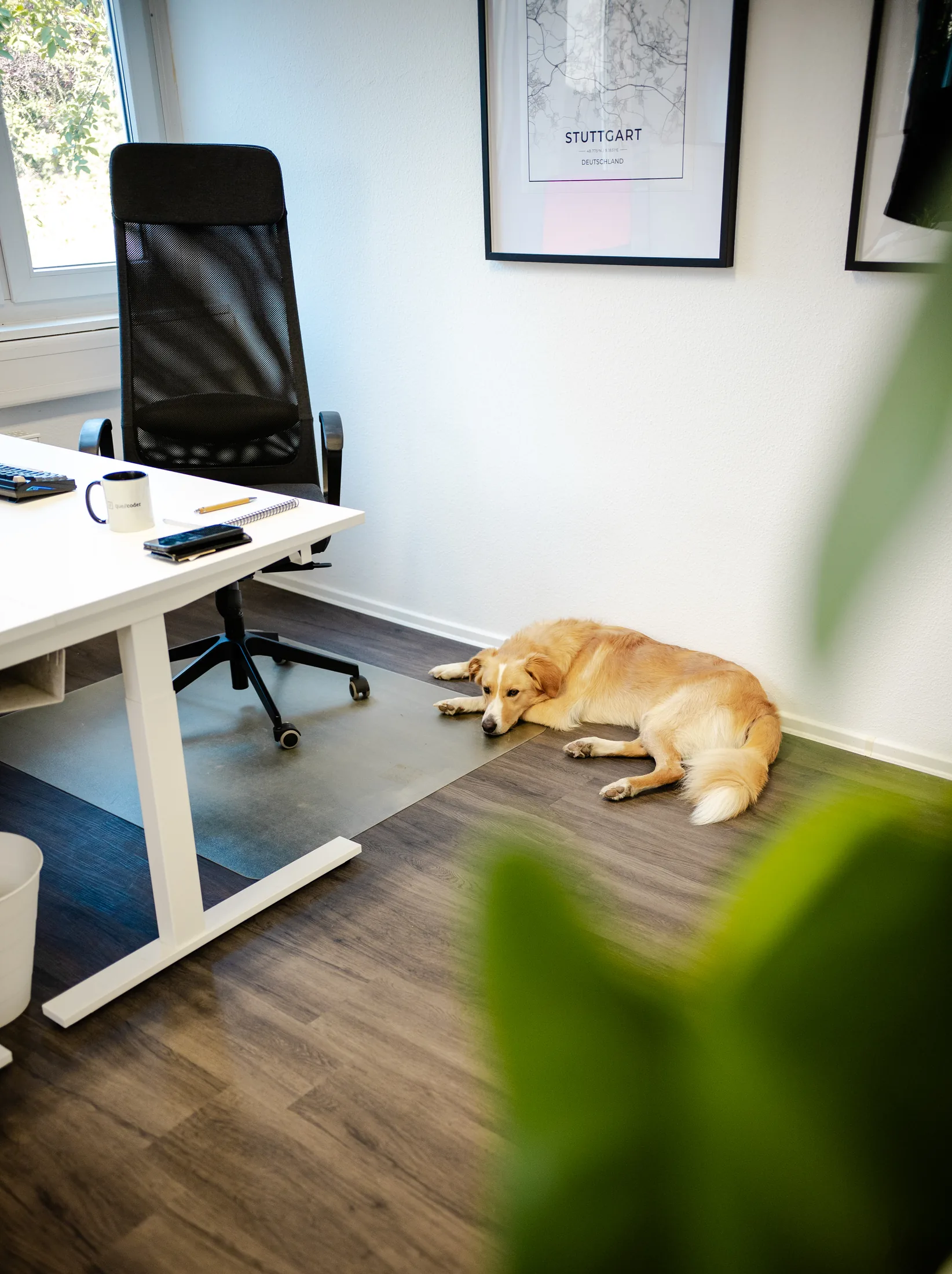 quellcoder Webagentur Korntal – Büroatmosphäre mit Bürohund